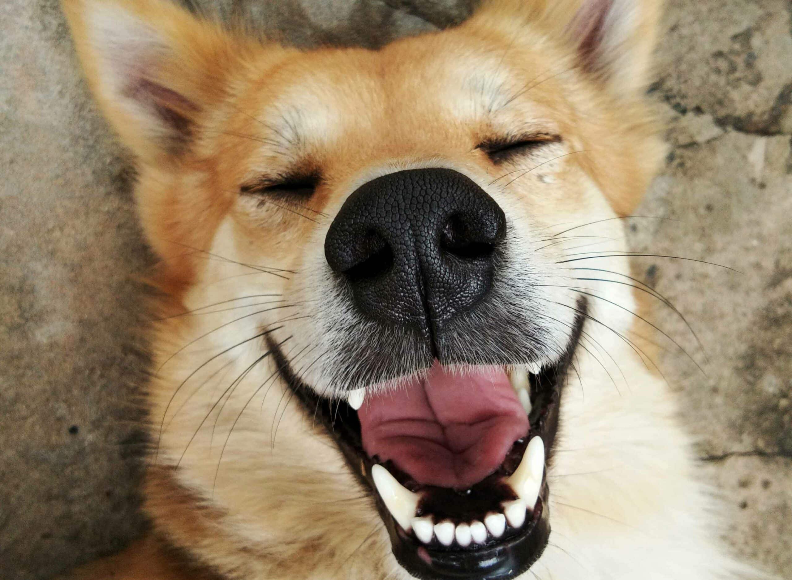 Keeping Smiles Bright with Pet Dental Care