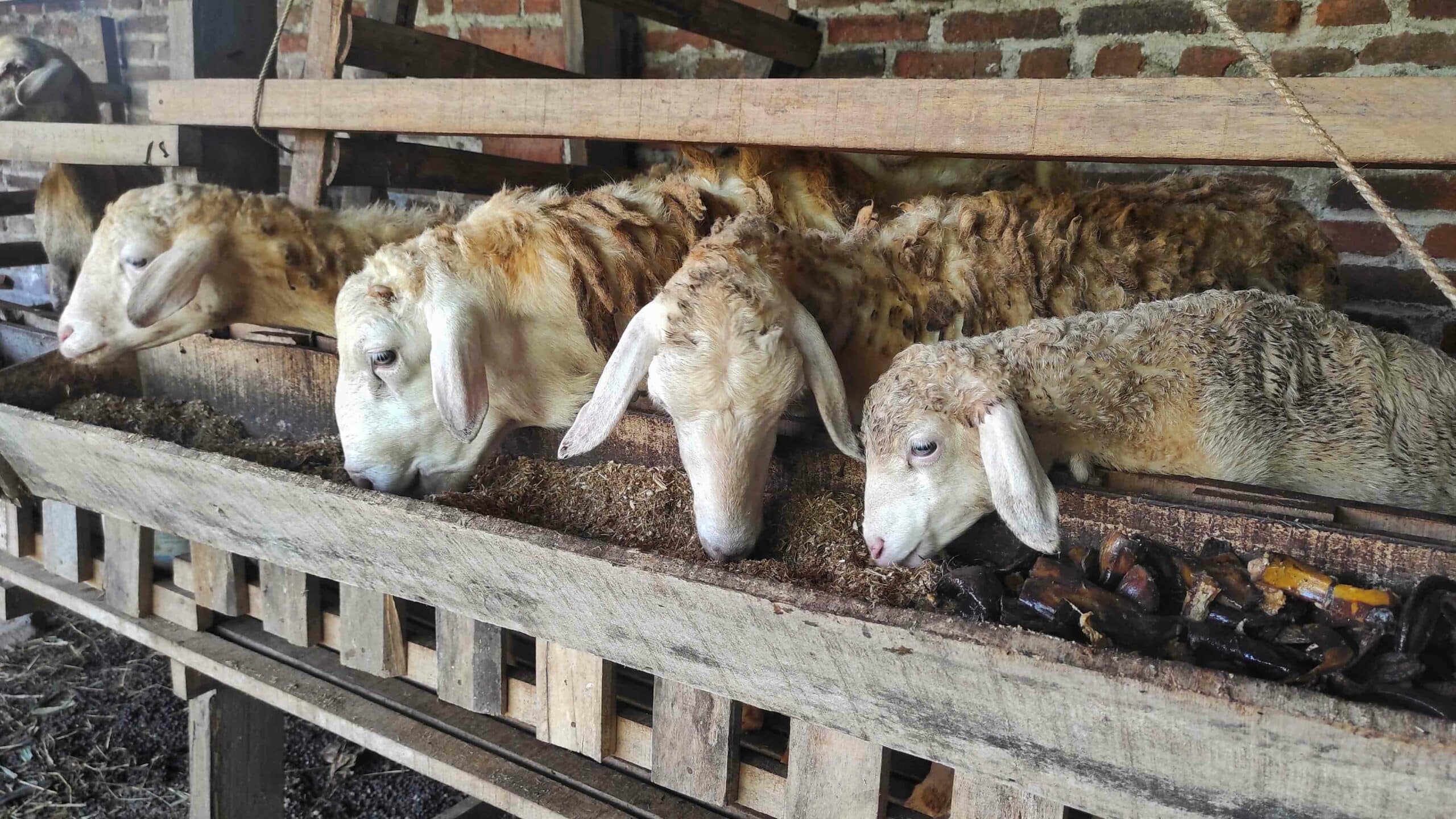 Mobile-Farm-&-In-Clinic-Service Placeholder