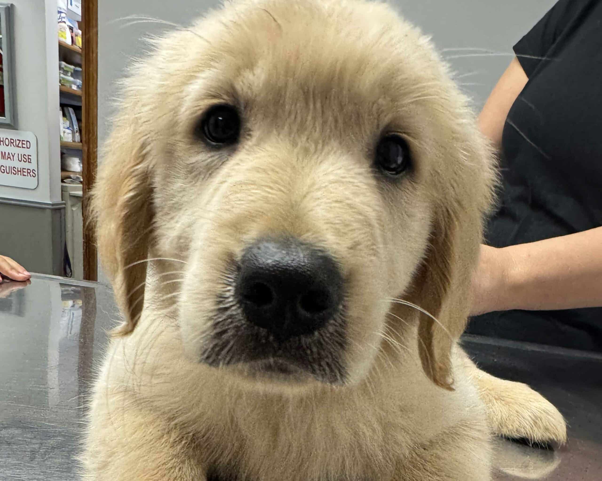 Puppy and Kitten Visits